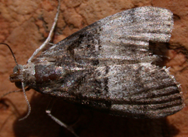 Maple Webworm